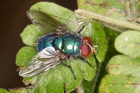 Oriental Blowfly (Chrysomya megacephala) (Chrysomya megacephala)
